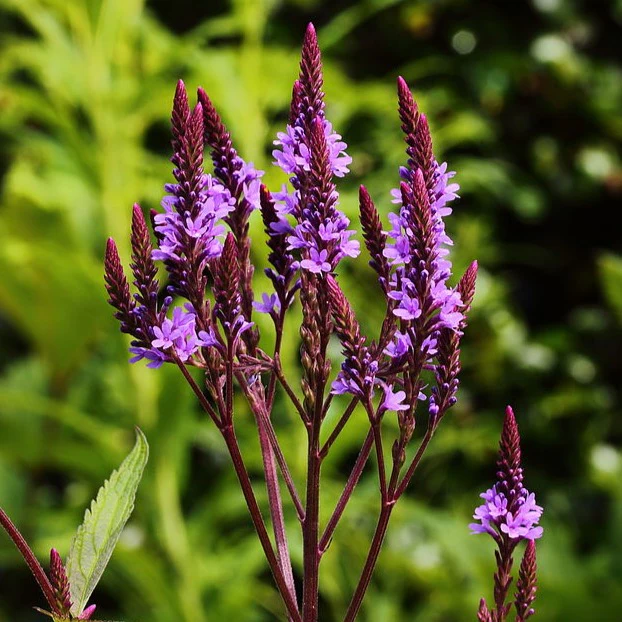 <p>A tall, upright plant with slender spikes of tiny purple flowers that attract pollinators.</p><p>-single spikes</p><p>-pretty tall 2-4</p><p>-lace shapped</p><p>-upright</p><p>-square stems</p>