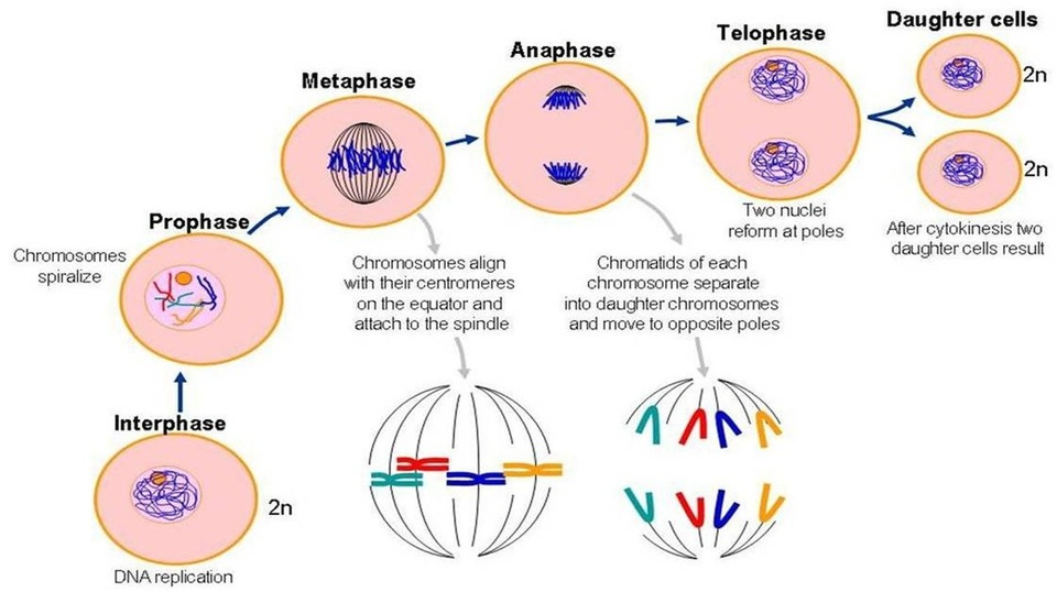 <ul><li><p>Interphase</p></li><li><p>Mitosis (Diploid/somatic cells)</p></li><li><p>Cytokinesis</p></li></ul><p></p>