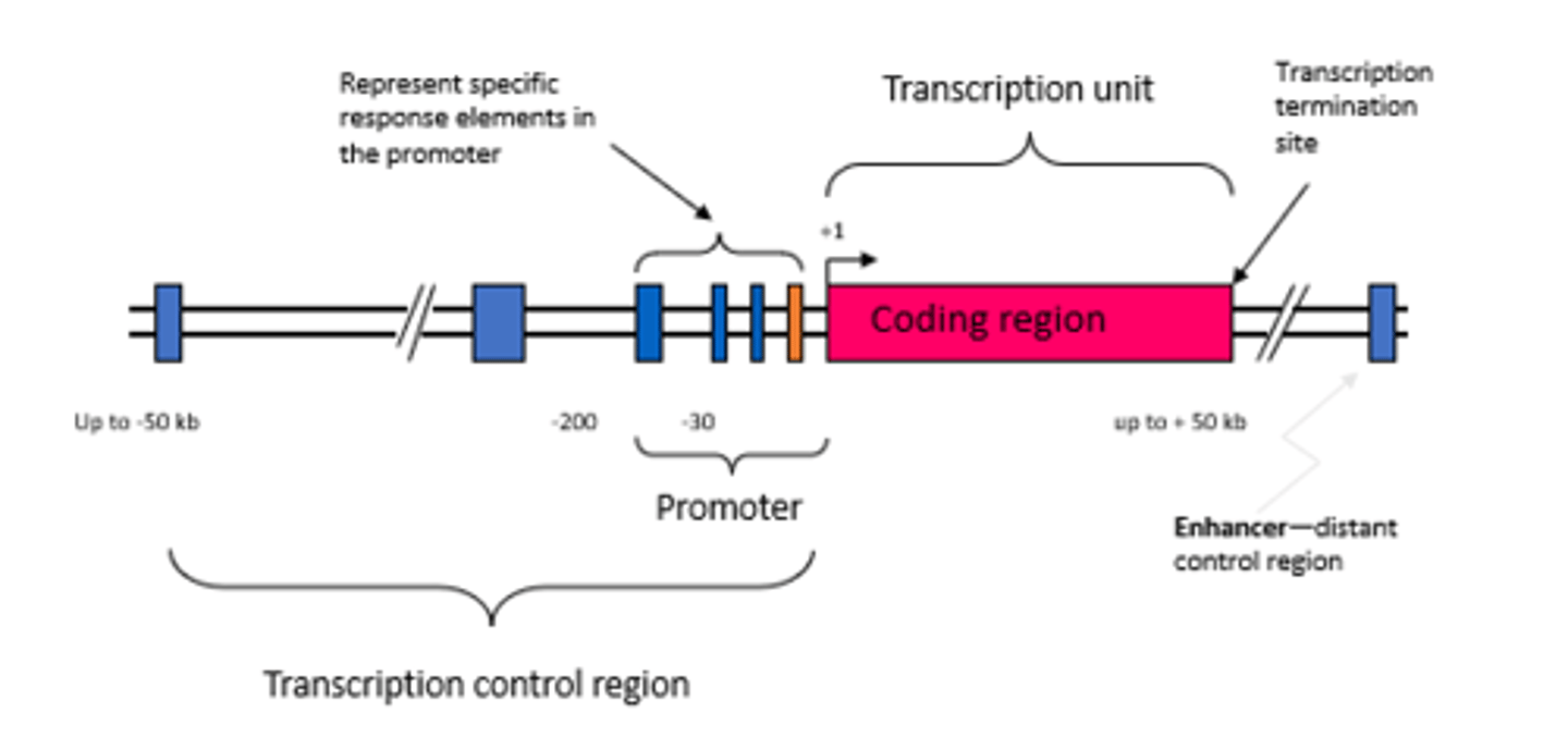 <p>understand this image of the layout of a gene</p>