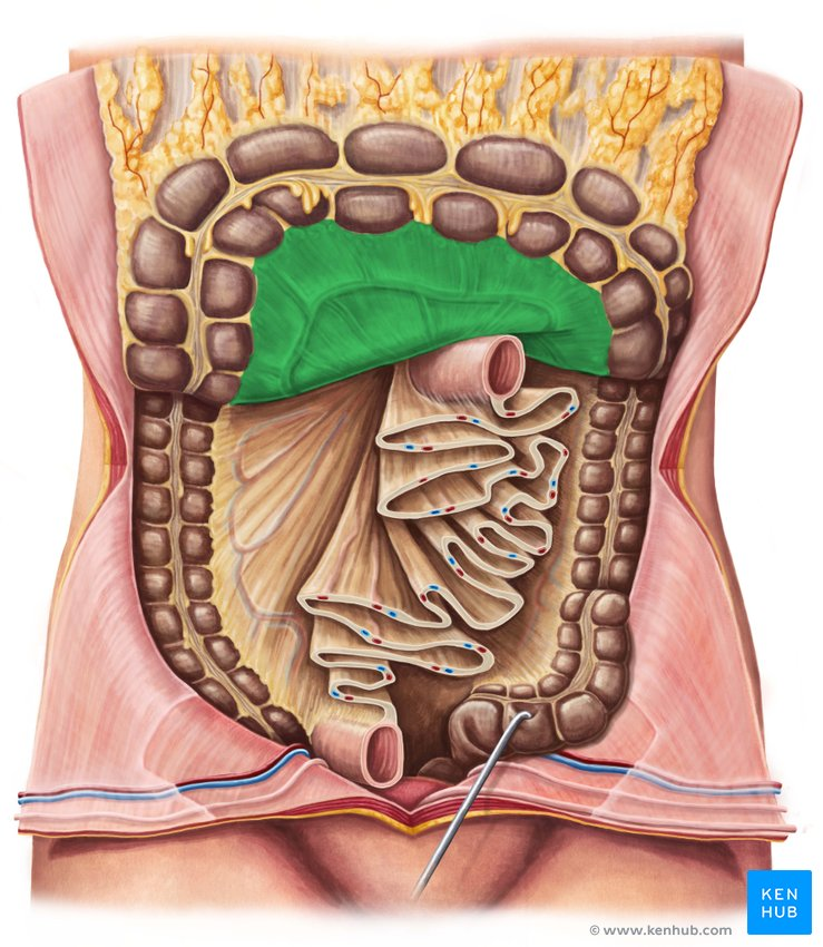 <p>A fold of peritoneum that attaches the colon to the posterior abdominal wall.</p>