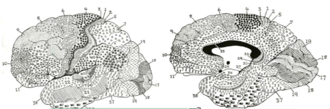 <p>name the functions of areas 4, 17 and 44/45</p>