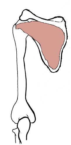 <p>Origin: <span>Infraspinatous fossa</span></p><p>Insertion: <span>Greater tubercle of the Humerus (middle facet)</span></p><p>Action: <span>laterally rotates the arm</span></p>