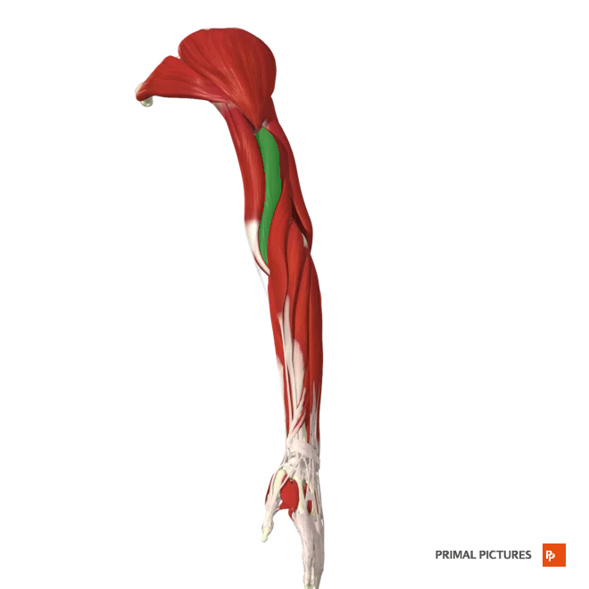 <p>Flexes forearm at elbow joint </p>