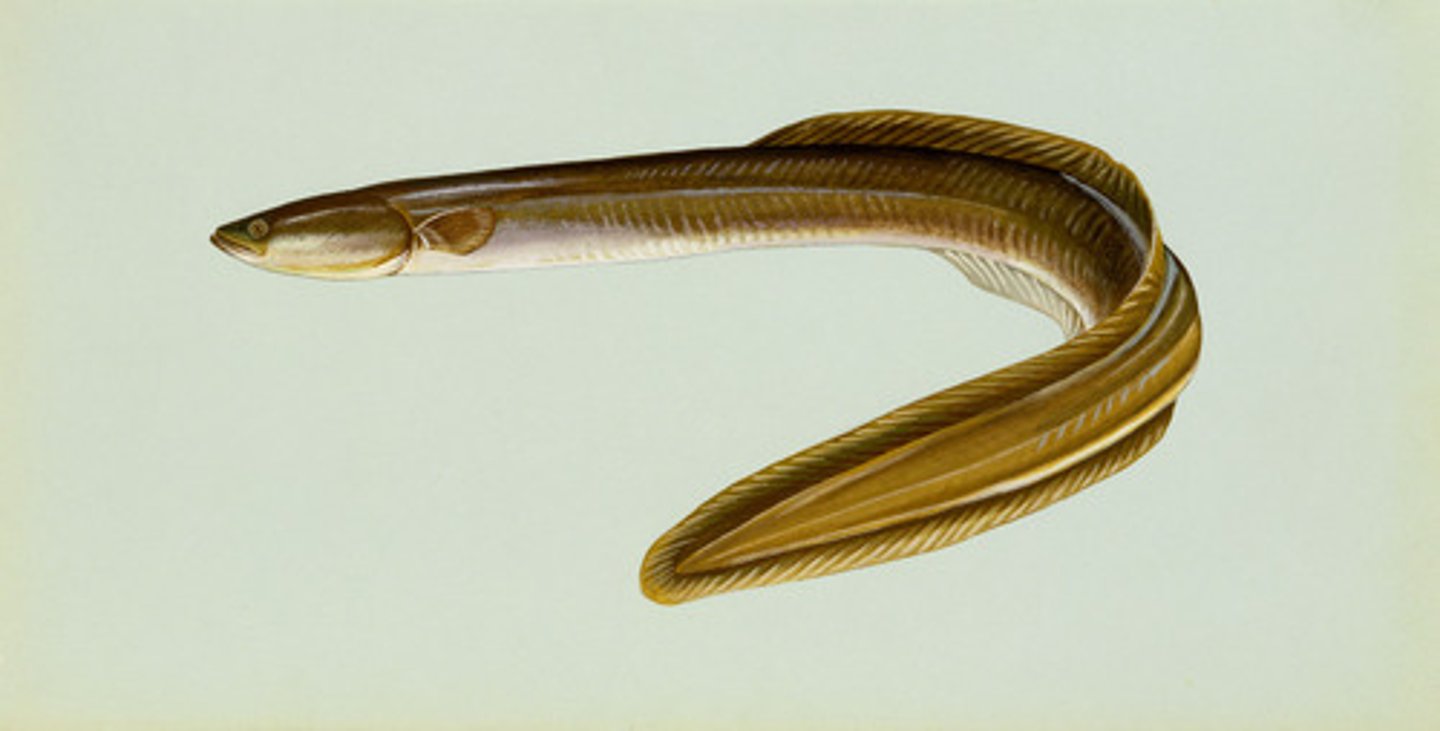 <p>Anguilla rostrata</p>