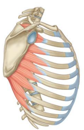 <p>What muscle and function?</p>