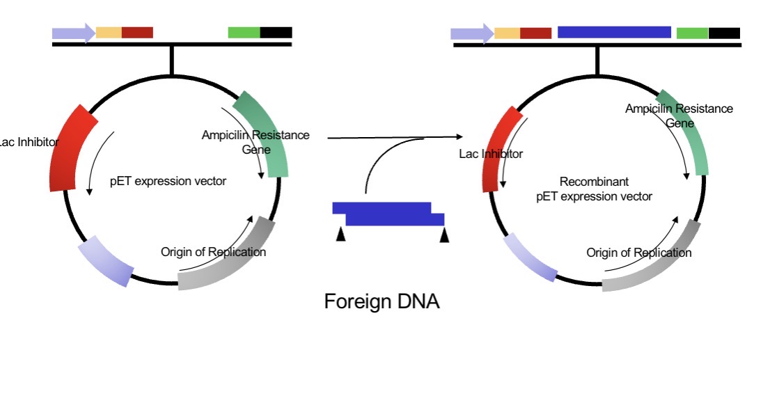 <p><span>They are discrete, circular double-stranded DNA found in many bacteria.</span><br></p><p><span>Key features:</span><br><span>Replicate independently of chromosomal DNA (extra-chromosomal).</span><br></p><p><span>Transferable between bacteria (e.g. antibiotic resistance).</span><br></p><p><span>Easily engineered to carry foreign genes and propagate them.</span></p>