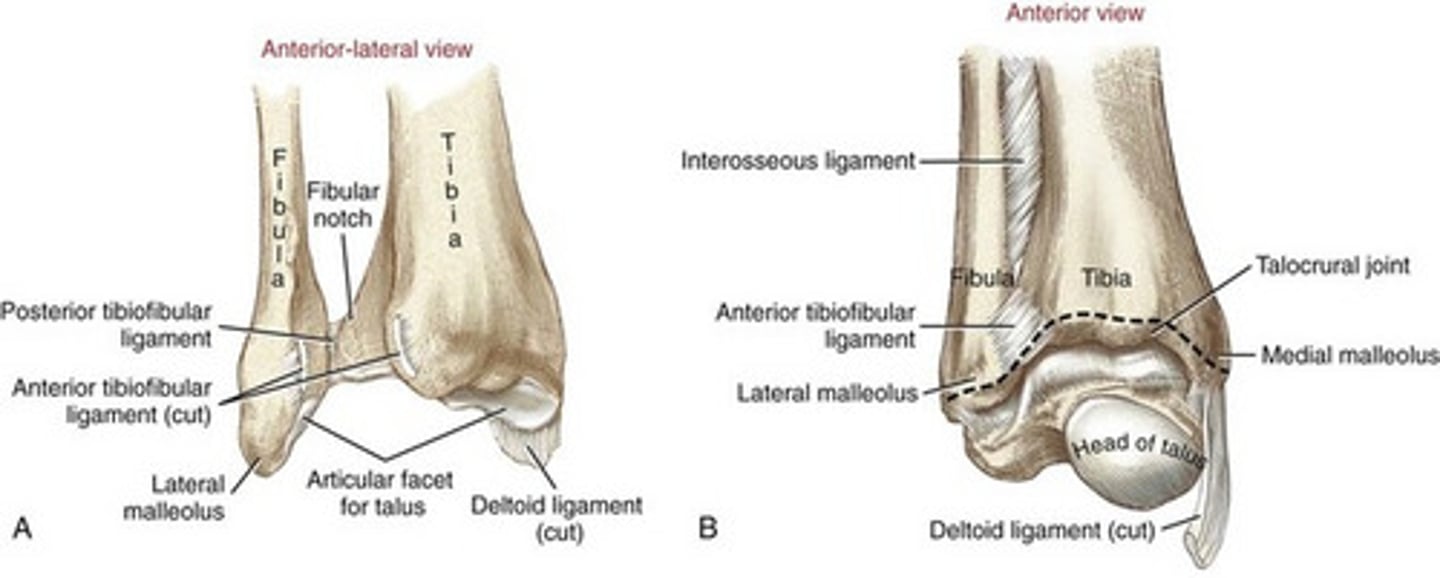 <p>Moving component: fibula, convex moving on concave, osteo/arthrokinematic motion occurs in opposite directions</p>