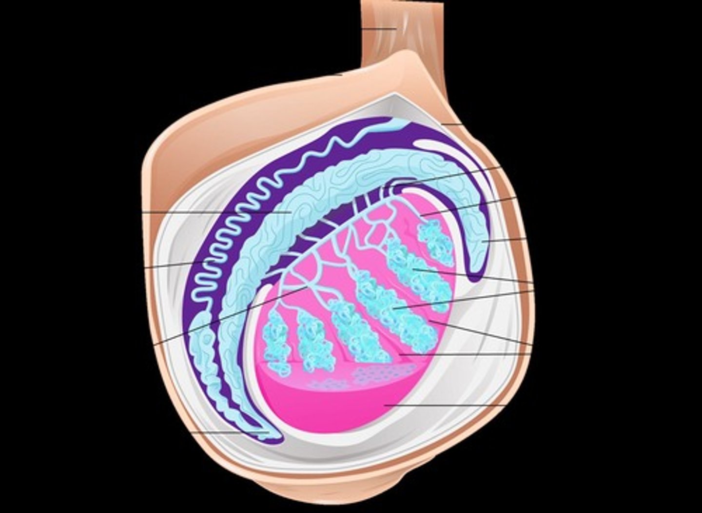 <p>Site of sperm and male sex hormone production enclosed within the scrotum for temperature regulation.</p>
