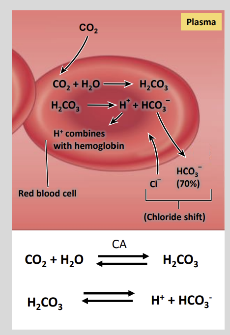 <ul><li><p>Plasma</p></li></ul><p></p>