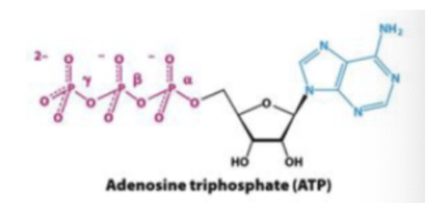 <p>This pathway is unusual because no ATP is produced or used</p>