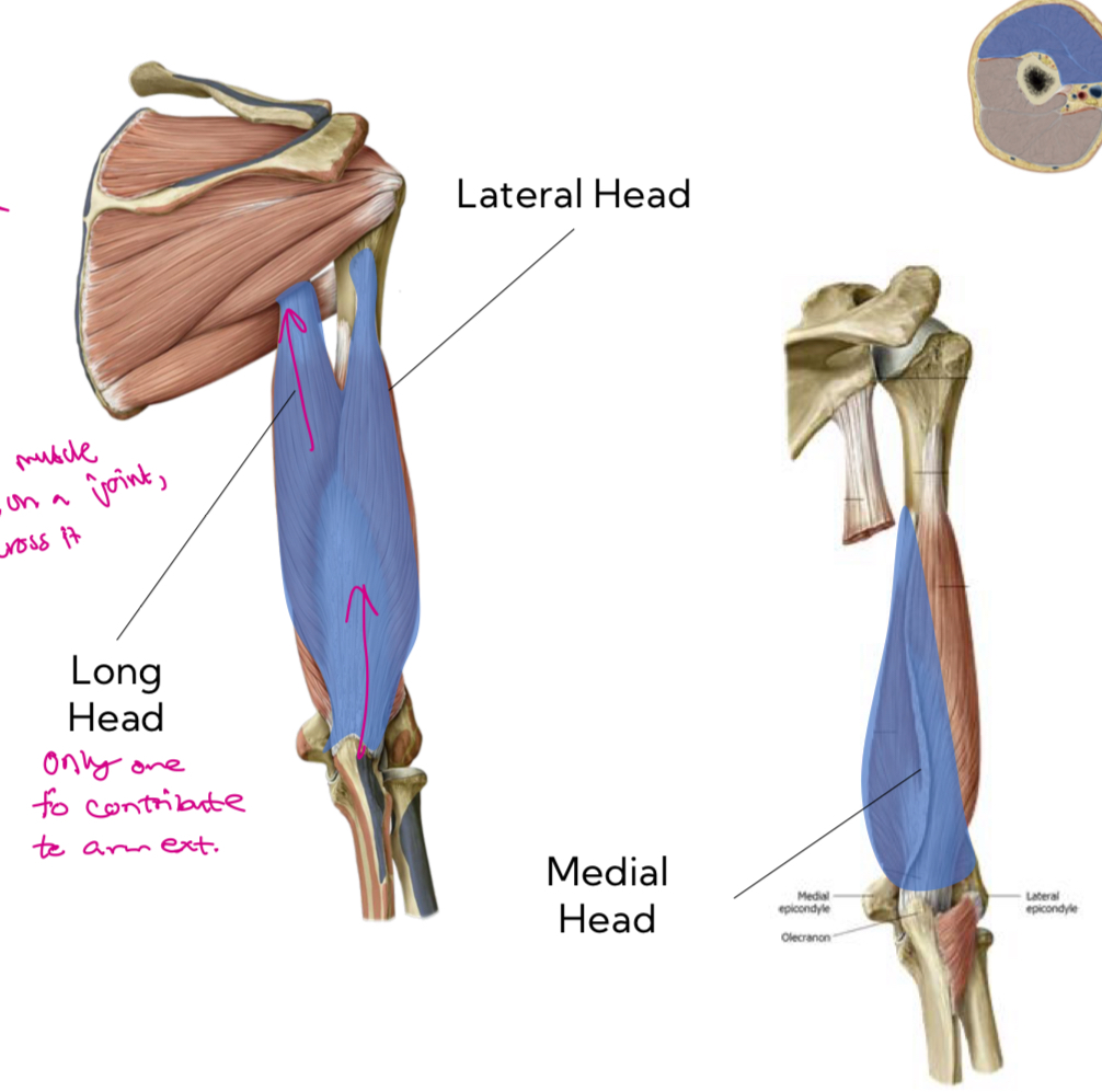 <p>Innervation: <strong>Radial N </strong></p><p>Function: <strong>arm extension (long head), forearm extension (both heads)</strong></p>