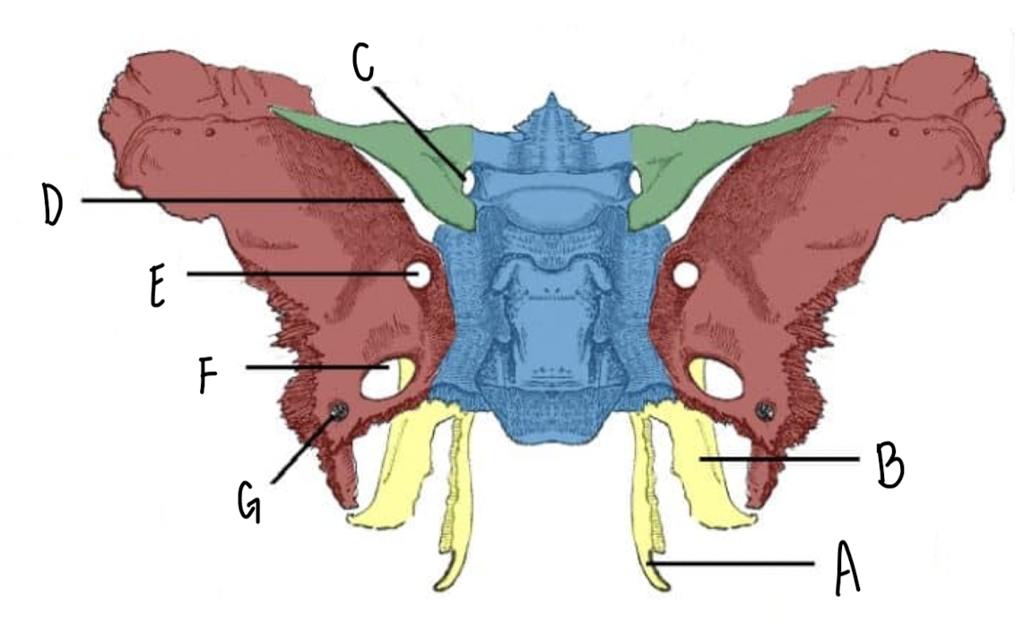 <p>Name the part of the Sphenoid Bone labeled B</p>