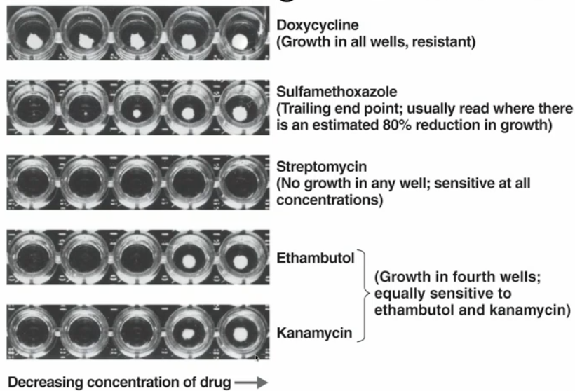 <ul><li><p>dilute an antibiotic in different concentrations from left to right in the plates </p></li><li><p>if bacterial growth appears across all concentrations = its resistant to that antibiotic (doxycyclin) </p></li><li><p>if bacterial growth appears only in high concentrations = its less resistant to that antibiotic </p></li><li><p>if bacterial growth doesn’t appear at all = its sensitive to that antibiotic (ex. streptomycin) </p></li></ul><p></p>