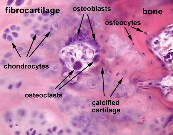 <p>Mature cells that maintains bone tissue and regulates mineral control.</p><p>-each occupies lacuna</p><p></p>