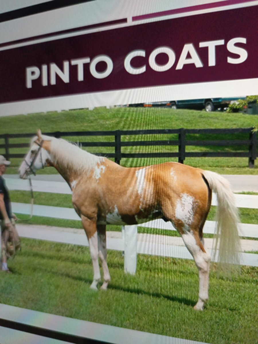 <p>white marking</p><p>on the face &amp; legs all the</p><p>way up to a solid white</p><p>horse.</p><p>¡ Spotting pattern in</p><p>between (high legs, belly</p><p>spots)</p>