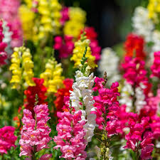 <p><span>Antirrhinum majus cv / Snapdragon</span></p>