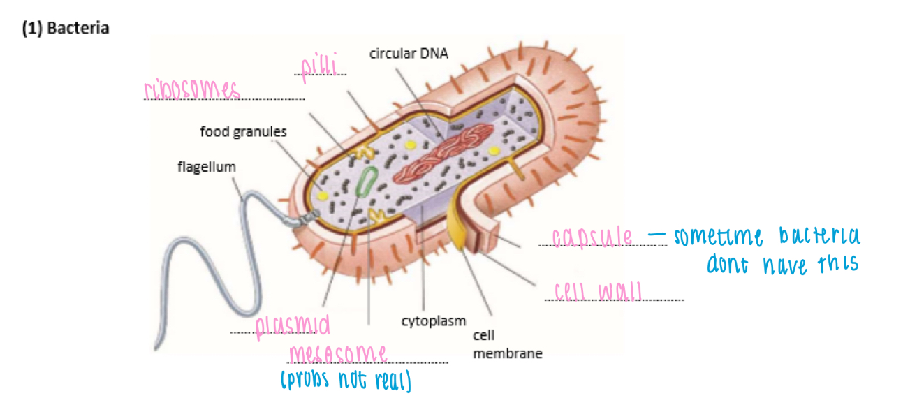 <p>Circular DNA: genetic code</p><p>Plasmids: small loop of DNA</p><p>Food granules: glycogen granules, lipid droplets</p><p>Mesosomes: infolding of cell membrane</p><p>Cell wall: made of peptidoglycan</p><p>Capsule: slime layer on surface for protection &amp; to prevent dehydration</p><p>Pilli: thin protein tubes, allow bacteria to adhere to surface</p><p>Flagellum: hollow cylindrical tail-like structure, rotates to move cell</p><p>Ribosome: 70s</p>