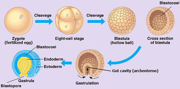<p>in the development of germ layers, the process of establishing the 3 definitive germ cell layers of the embryo</p>