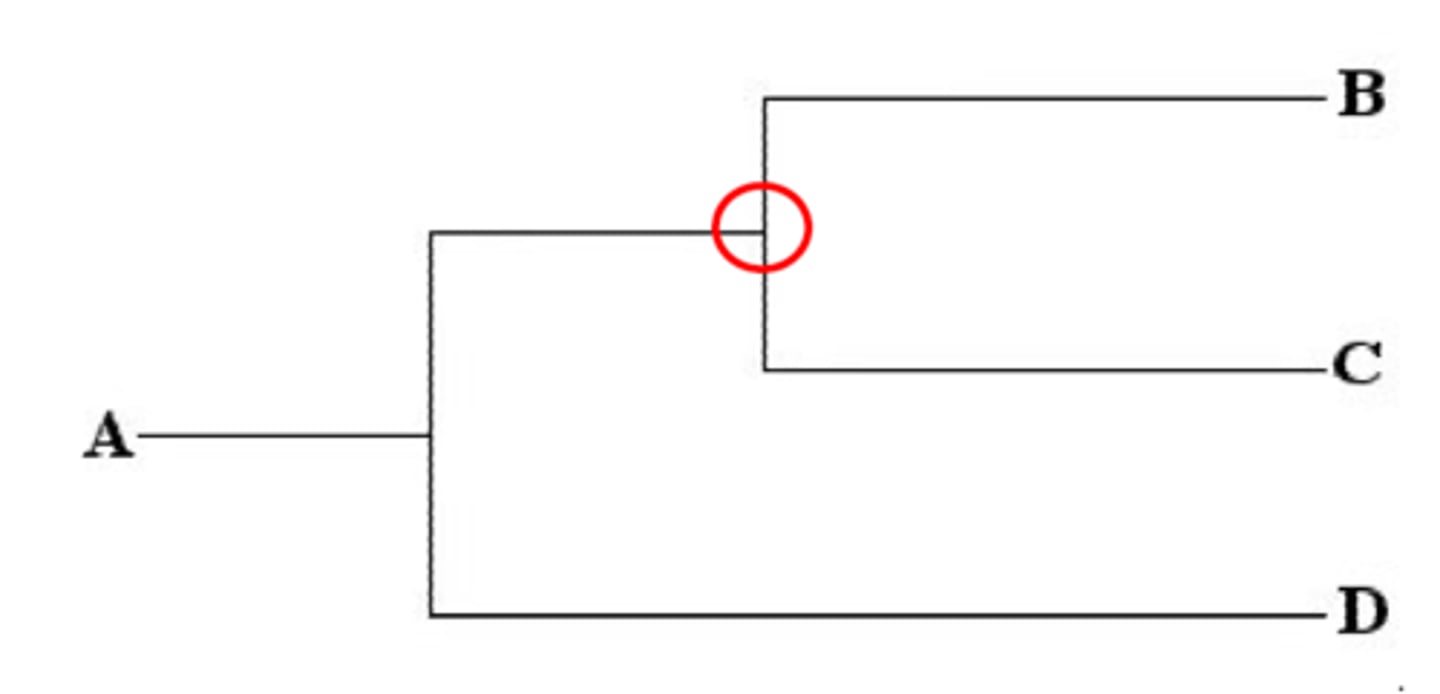 <p>The ancestral organism from which a group of descendants arose</p>