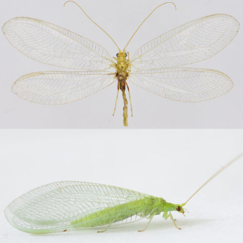 <p><span>Zeldzaam. Grote, groene gaasvlieg die goed te herkennen is aan de lange eerste antennesegmenten, die zeker 2 keer zo lang als breed zijn. De soort heeft een gele lengtestreep over de rug en de dwarsaders van het costaalveld zijn zwart met groene uiteinden.</span></p>