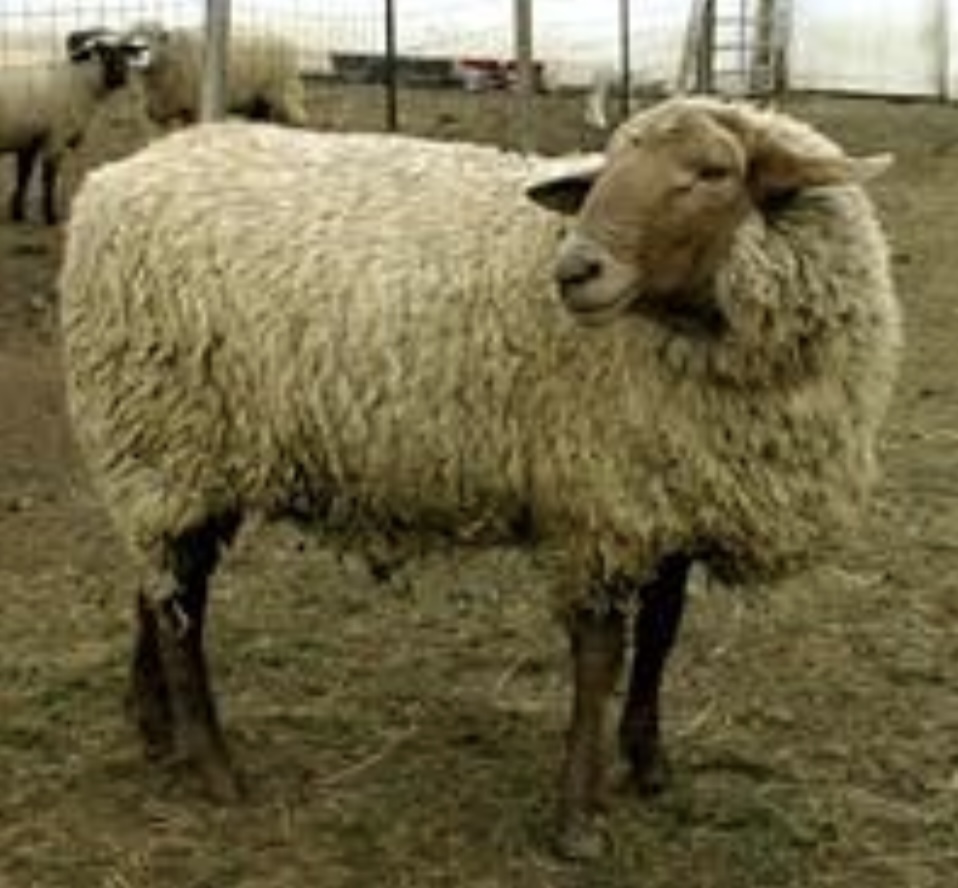 <ul><li><p>﻿﻿one of the <u>oldest sheep</u> breeds</p></li><li><p>﻿﻿a unique looking breed with an unusual color of <u>reddish tan hair covering their legs, faces and long pendulous ears and minor fat deposits over the dock area.</u></p></li><li><p>﻿﻿The Tunis is classified as a "<u>rare</u>" breed by the American Livestock Breeds</p></li></ul><p>Conservancy.</p><ul><li><p>﻿﻿Breed categories: medium wool, meat</p></li><li><p>﻿﻿Distribution: North America</p></li></ul>