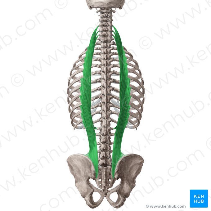 <p>O: Thoracolumbar fascia, iliac crest, posterior sacrum, sacral ligaments, SP of lumbar vertebrae I: Angles of lower ribs, TP of cervical vertebrae N: Respective spinal nerves of each region A: Laterally flexes column to same side, bilaterally extends vertebral column</p>