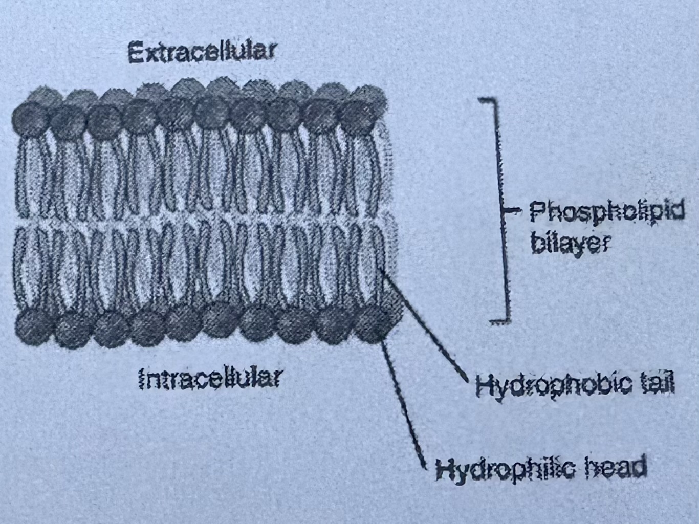 <p>TWO fatty acid molecules attached to glycerol molecule </p>