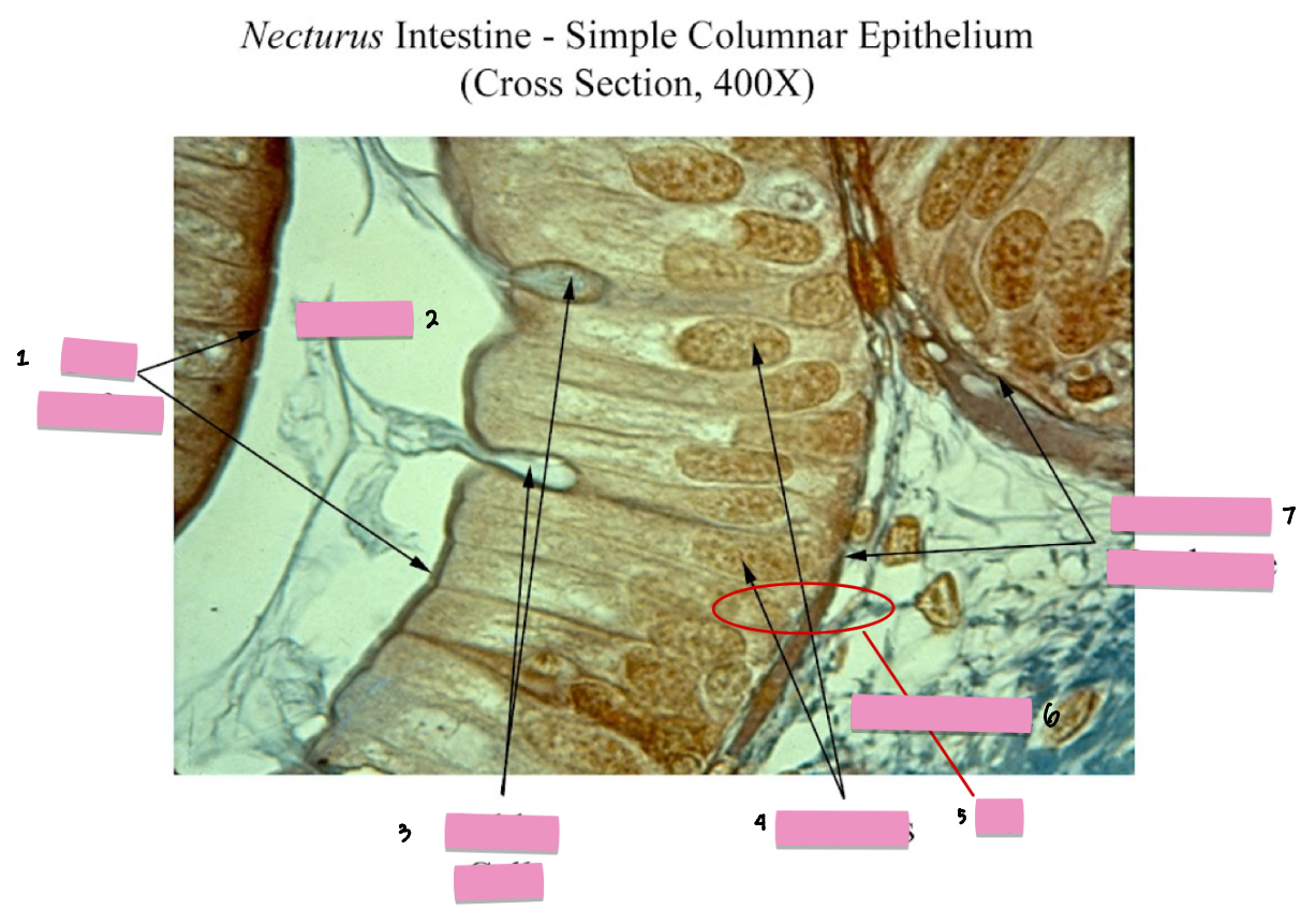 <p>(3) Simple Columnar Epithelium tissue cellular characteristics</p>
