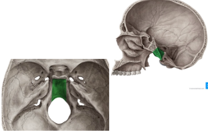 <p>Aquí descansa el tallo del encéfalo</p><p>Se extiende desde la dorsum sellae al foramen magno</p><p>Superficie superior del Occipital</p>