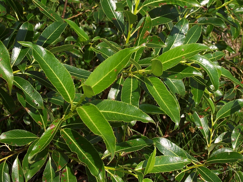 <p>Salix pentandra</p>