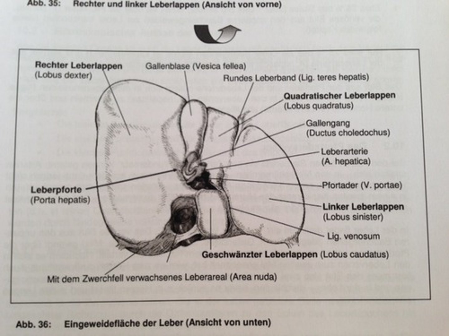 <p>illustration, picture</p>