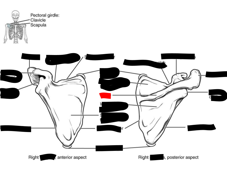 <p>scapula</p>