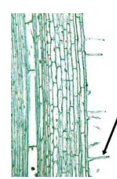 <p>long tubular outgrowths of the root epidermal cells that increase surface area for absorption</p>