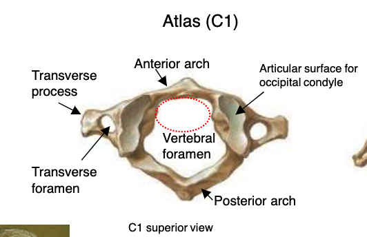 <p>atlas (C1)</p>