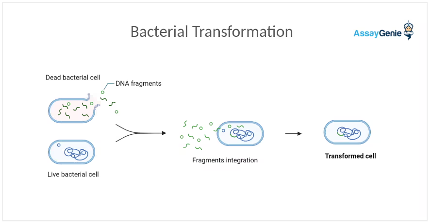 <p>Transfer of DNA from an already dead bacterial cell</p>