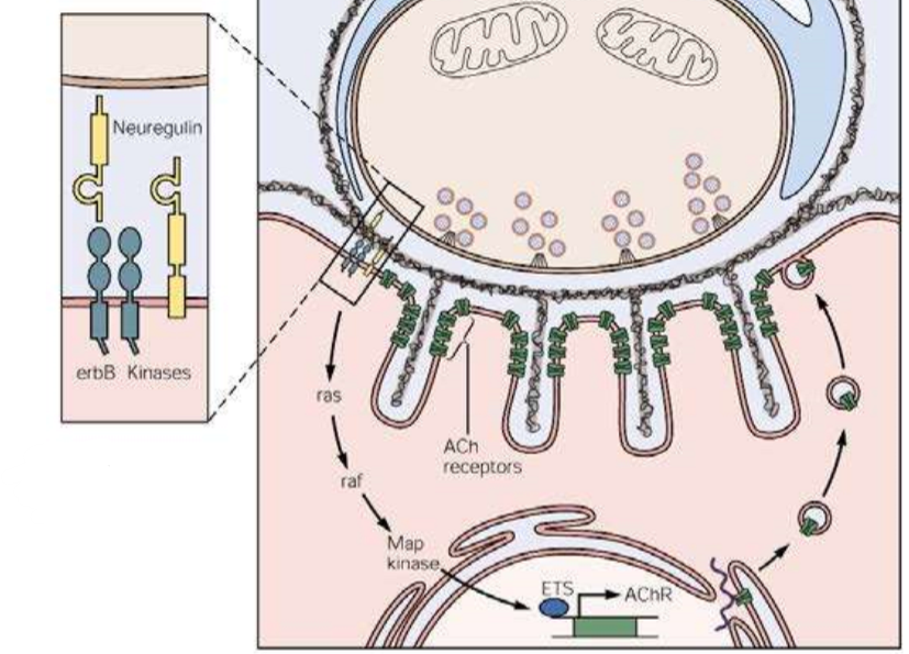 <p>Acetylcholine Receptor Inducing Activity, auch Neuregulin</p><p>exprimiert in Motorneuronen und Muskelzellen</p><p>Bindet und aktiviert Rezeptortyrosinkinasen in Muskelzellen</p><p>Signaltransduktion durch MAP-Kinase Pathway</p><p>Führt zu erhöhter Transkription von AChRs in subsynaptischen Zellkernen in kultivierten Muskelzellen</p><p>Eine essentielle Rolle fpr NRG in AChR Expression konnte nicht in KO-Modellen bestätigt werden</p>