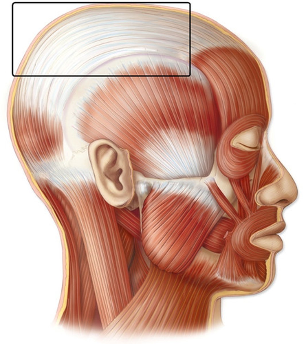 <p>connects the frontal and occipital bellies</p>