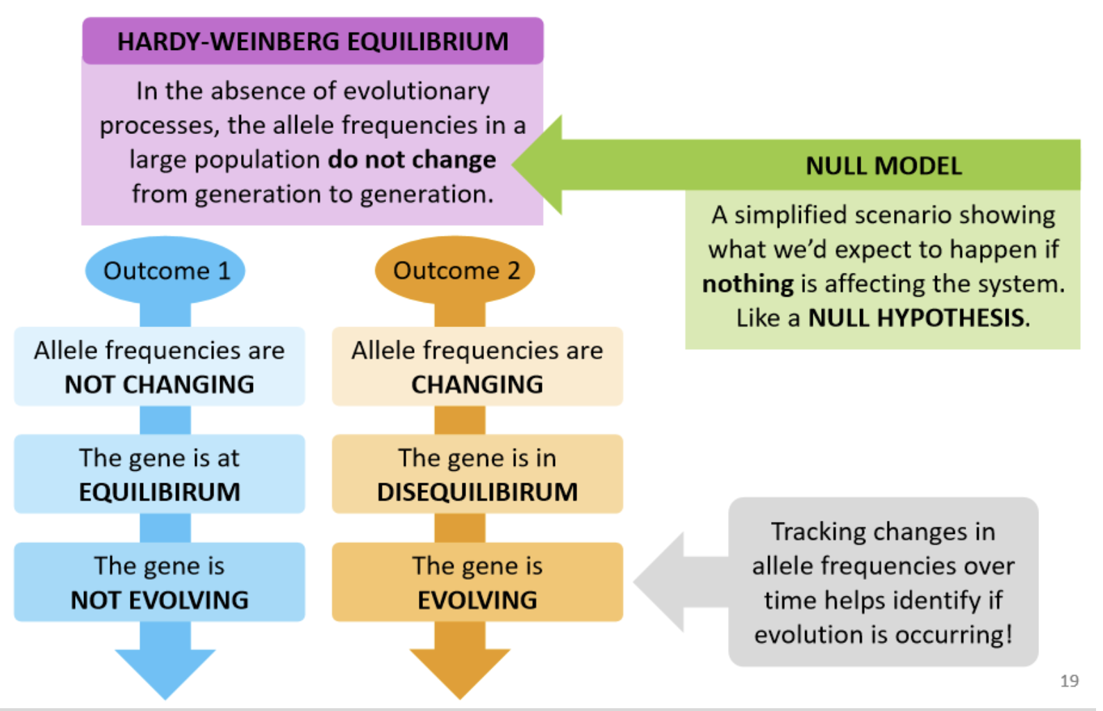 <p>In the absence of evolutionary processes, the allele frequencies in a large population DO NOT change from generation to generation.</p>