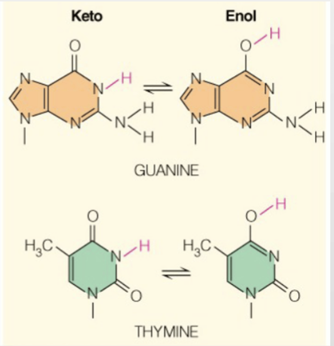 <p>Guanine and Thymine can undergo conversion between keto (H on N in ring) and enol (H on O outside of ring) (tautomeric) forms</p>