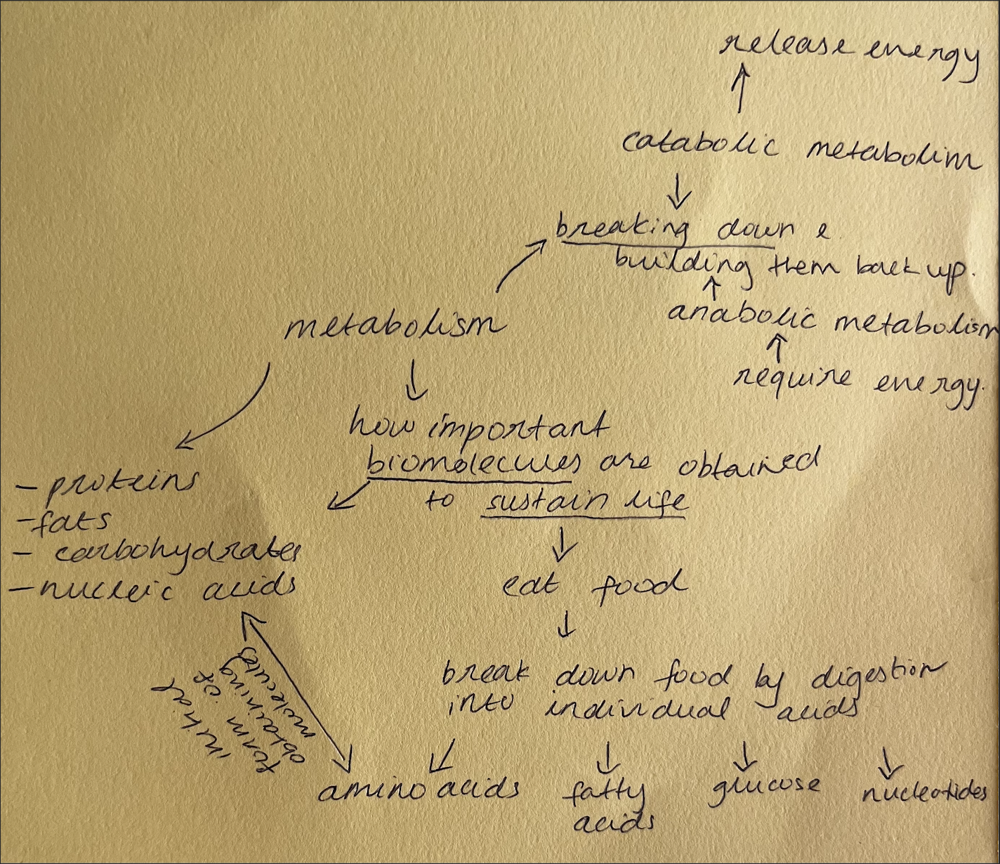 <p>Metabolic pathways refer to most of the chemical reactions that occur in cells.</p><p>A metabolic pathway consists of <strong><mark data-color="green">several regulated steps</mark></strong>,<strong> </strong>where<strong> <mark data-color="green">each step of the pathway requires a specific enzyme to catalyse it</mark> </strong><em>(as each new substrate has its own specific shape and can only bind the active site of its own enzyme).</em></p><p>Such that, the substrate for the first reaction is converted into a product by the first enzyme. This product is then the substrate for the second reaction, and so forth. The sequence of chemical conversions of substrates into products continues until the end-product is formed.</p>