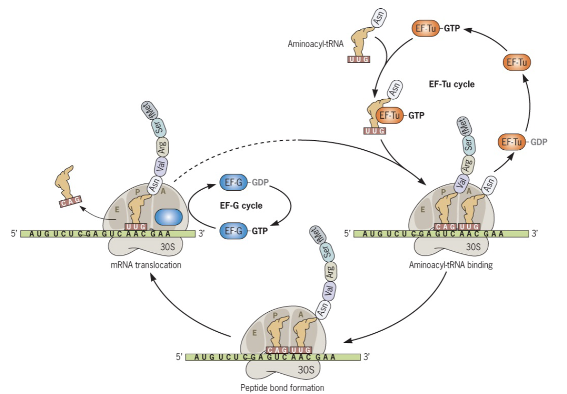 <p>the assembly of amino acids into polypeptides using the genetic information encoded in mRNA molecules; involves ribosomes, tRNA, amino acids, and mRNA</p>