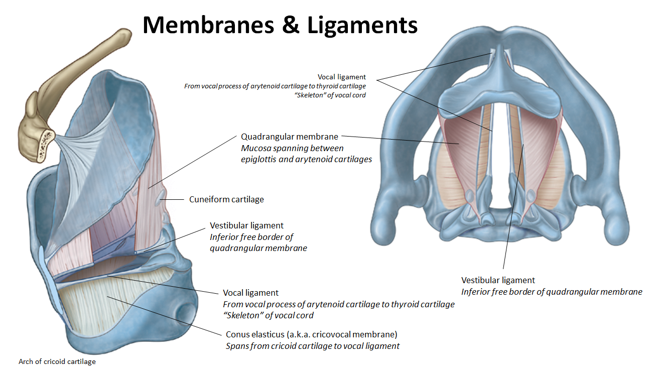 <ul><li><p><strong>Vocal ligament:</strong> from arytenoid to thyroid cartilage, <strong>forms vocal cord</strong></p></li><li><p><strong>Quadrangular membrane:</strong> spans epiglottis to arytenoid; lower edge is <strong>vestibular ligament</strong></p></li><li><p><strong>Conus elasticus:</strong> connects cricoid cartilage to <strong>vocal ligament</strong></p></li></ul><p></p>
