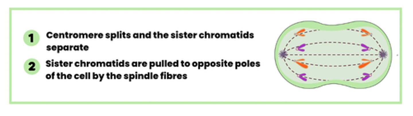 <p>1. Centromere splits and the sister chromatids separate</p><p>2. Sister chromatids are pulled to opposite poles of the cell by the spindle fibers</p>