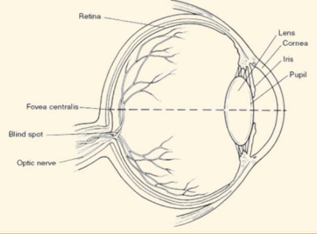 <p>Where the parts of the optic nerve cross</p>