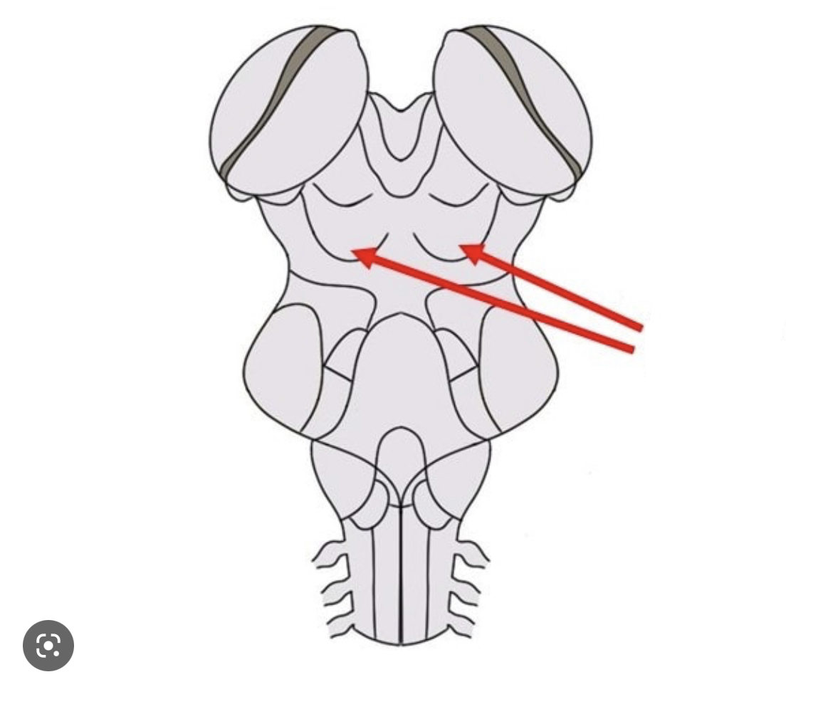 <p>an essential auditory center in the midbrain</p>