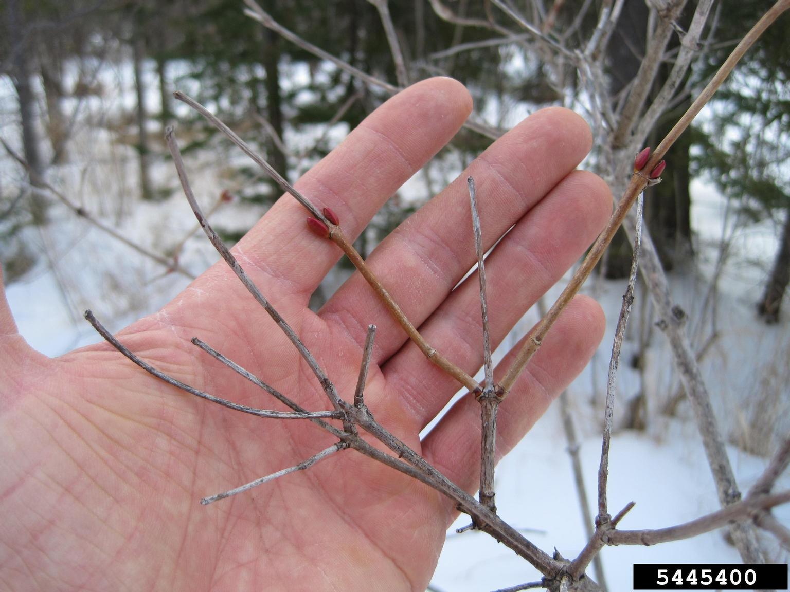 Blade: opposite, simple, 3-lobed and 2 to 4 inches long
Reproductive: Nearly round drupe about 1/3 inch diameter with a single large seed
Bark: multi-stemmed shrub, stems are smooth and gray-brown with large lenticels