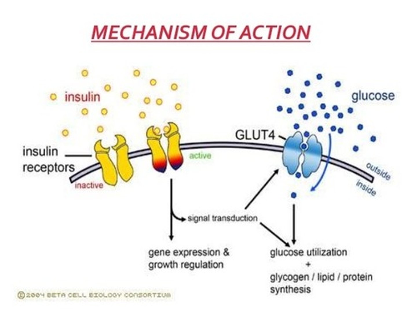 <p>Hormones such as glucagon and insulin bind to cell membrane receptors that will cause intracellular changes, ultimately resulting in the phosphorylation/dephosphorylation of enzymes involved in various metabolic pathways, either activating or inhibiting their activity.</p>