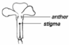 <ul><li><p><span>Flowers are <u>bisexual</u> with <u>anthers and stigmas</u> that <u>mature at the same time</u></span></p></li><li><p><span><u>Stigma being located below the anthers</u> or in <u>close proximity</u></span></p></li><li><p><span>In some species, some flowers never open. Only self-pollination occurs in such flowers.</span></p></li></ul><p></p>