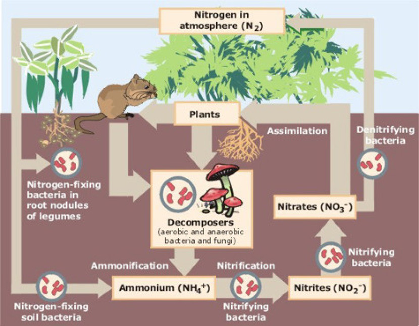<p>Fiksasi (Pengikatan): Gas nitrogen terikat oleh tumbuhan polong-polongan (Legum) dan diubah oleh bakteri Rhizobium Leguminosarum menjadi gas ammonium </p><p>Amonifikasi: Bangkai hewan di dekomposisi bakteri menjadi gas ammonium </p><p>Nitritasi (Nitrifikasi): Gas ammonium diubah menjadi nitrit oleh bakteri nitrosomonas dan nitrosococcus </p><p>Nitratasi (Nitrifikasi): Nitrit diubah menjadi nitrat oleh bakteri nitrobacter </p><p>Asimilasi: Nitrat diserap tanaman diubah menjadi protein nabati (melalui fotosintesis) lalu dimakan hewan menjadi protein nabati (Nanti akan kembali ke tahap amonifikasi) </p><p>Denitrifikasi: Pengubahan nitrat menjadi nitrogen sebelum dilepaskan ke atmosfer (Lompat dari nitrifikasi)</p>