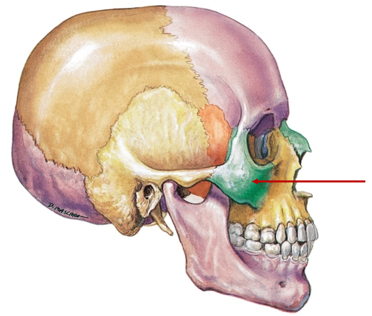 <p>Cheekbone, part of eye socket</p>